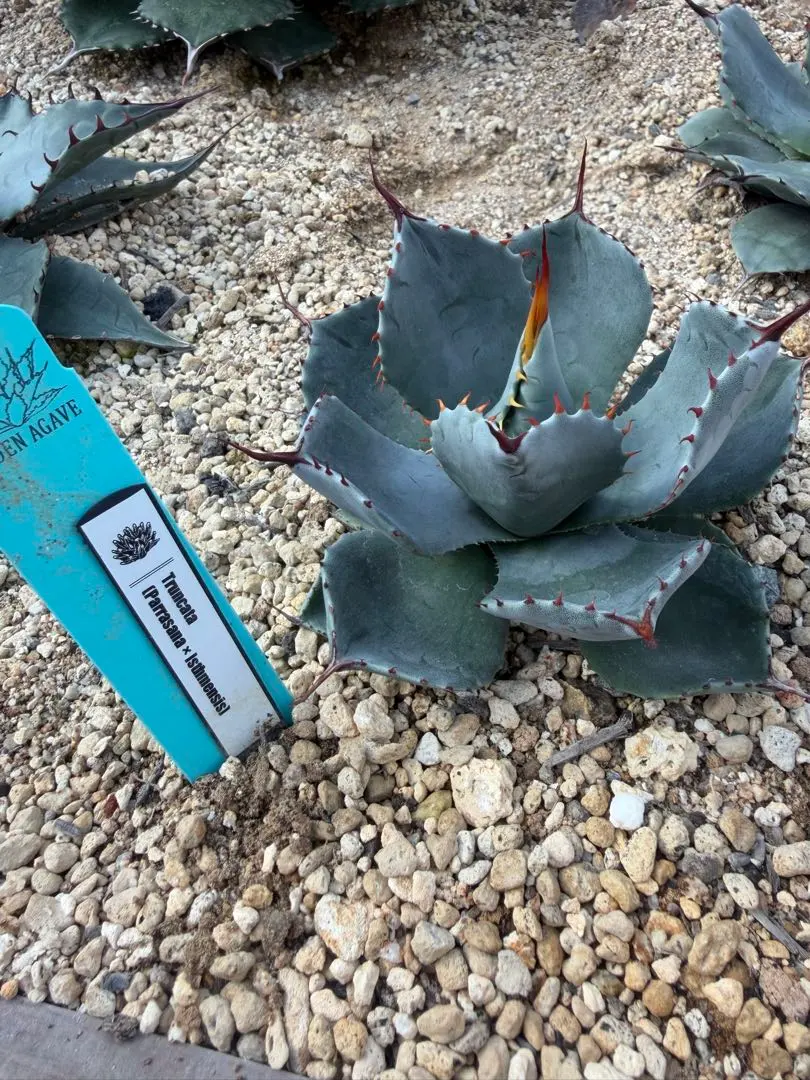 2026年最新】パリーハイブリッドの人気アイテム - メルカリ