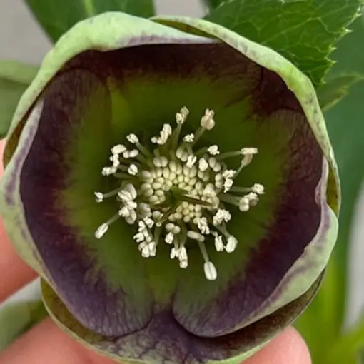 2026年最新】パステリッシュストレインの人気アイテム - メルカリ