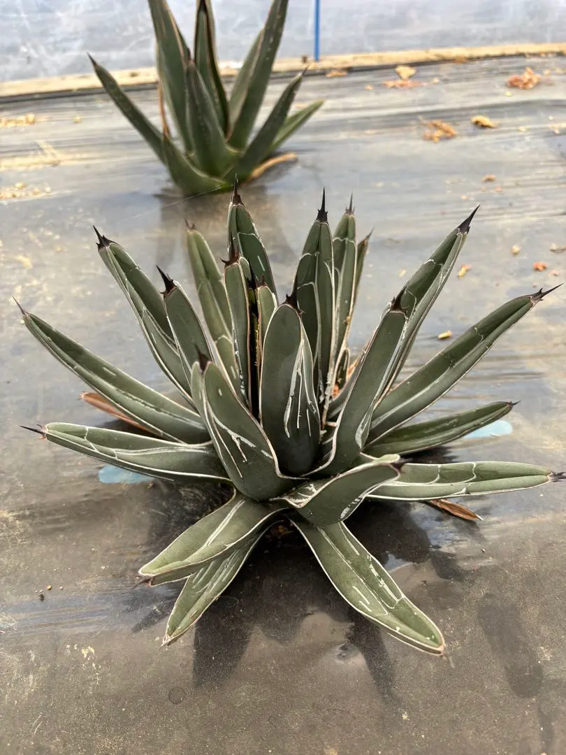 2026年最新】ニッケルシーの人気アイテム - メルカリ