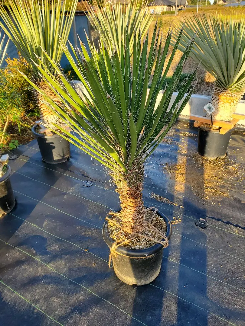 2026年最新】ユッカ フィリフェラの人気アイテム - メルカリ