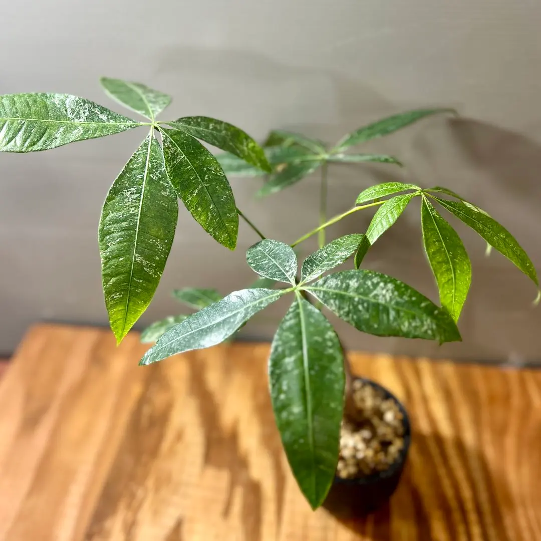 2026年最新】パキラ ミルキーウェイ 実生の人気アイテム - メルカリ