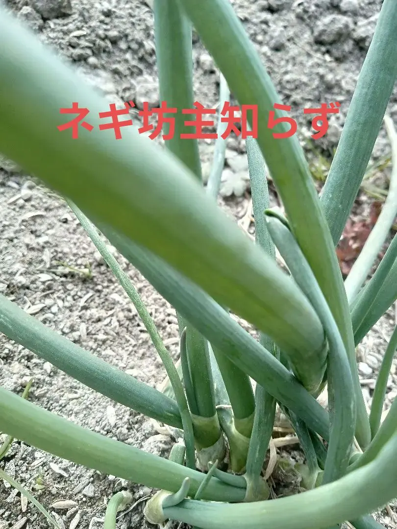 2026年最新】坊主知らずネギ苗の人気アイテム - メルカリ