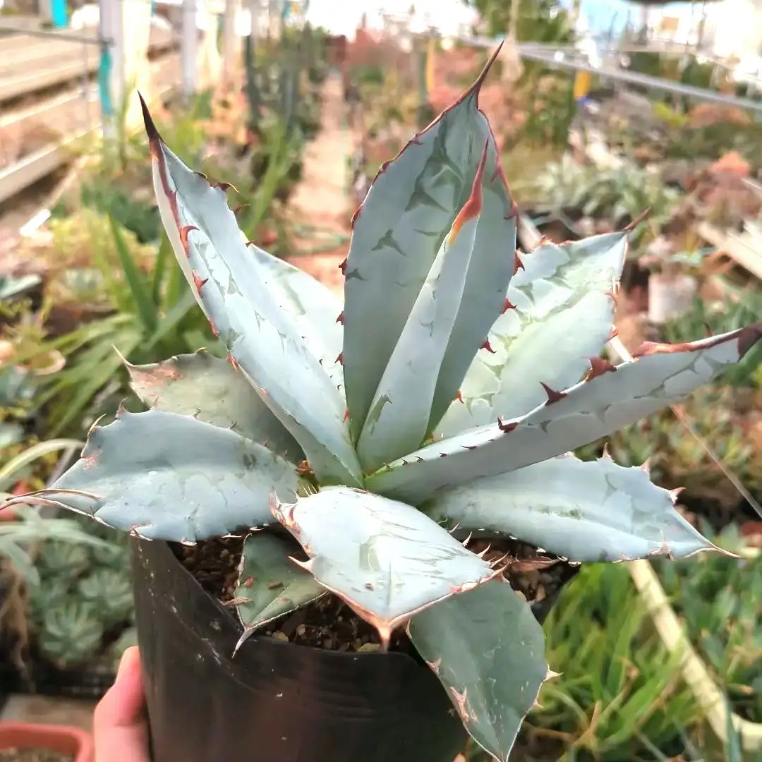 2026年最新】チタノタブルー 大株の人気アイテム - メルカリ