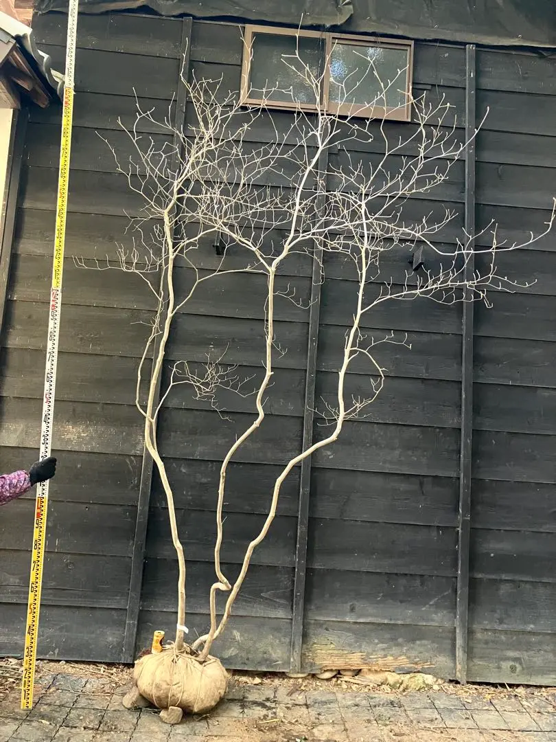 2026年最新】山採り ミツバツツジの人気アイテム - メルカリ