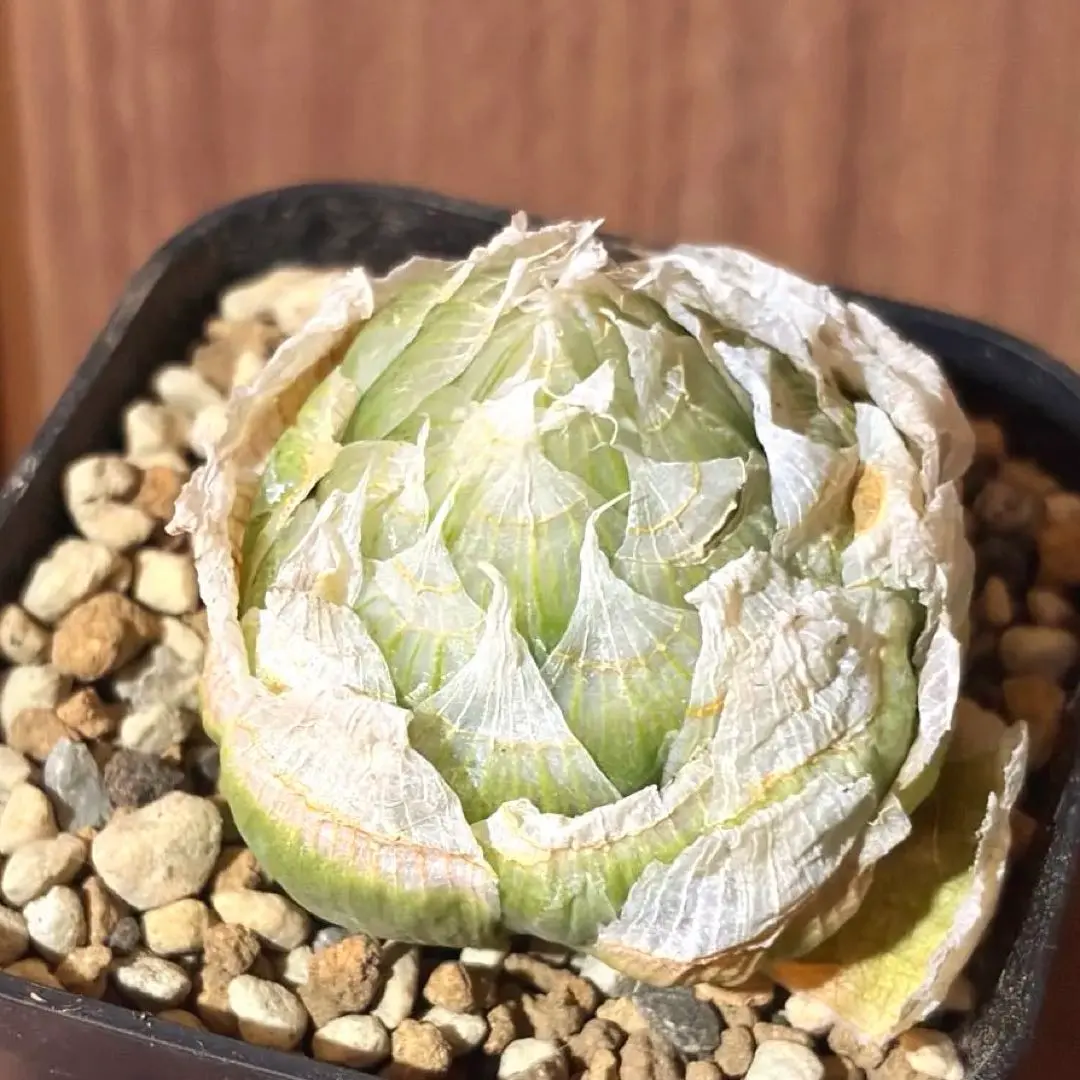 2026年最新】ハオルチア ロックウッディの人気アイテム - メルカリ