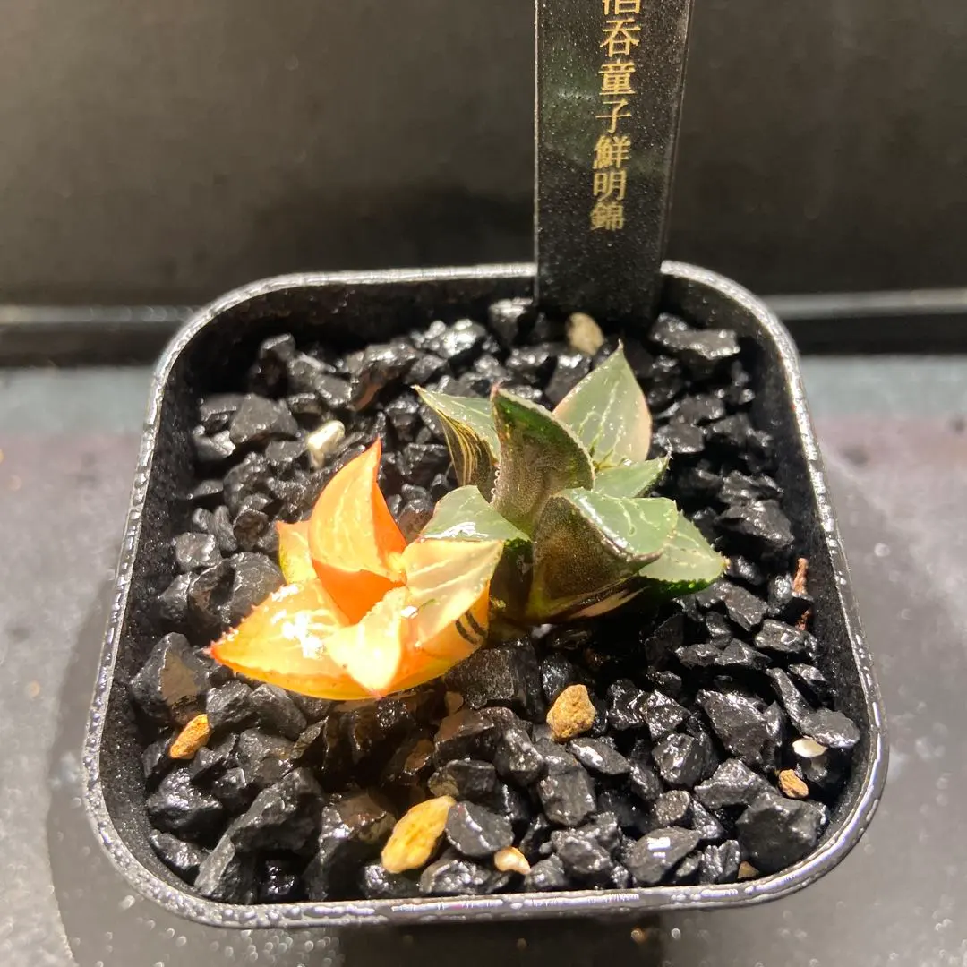 2026年最新】ハオルチア ハオルチア 酒呑童子の人気アイテム - メルカリ