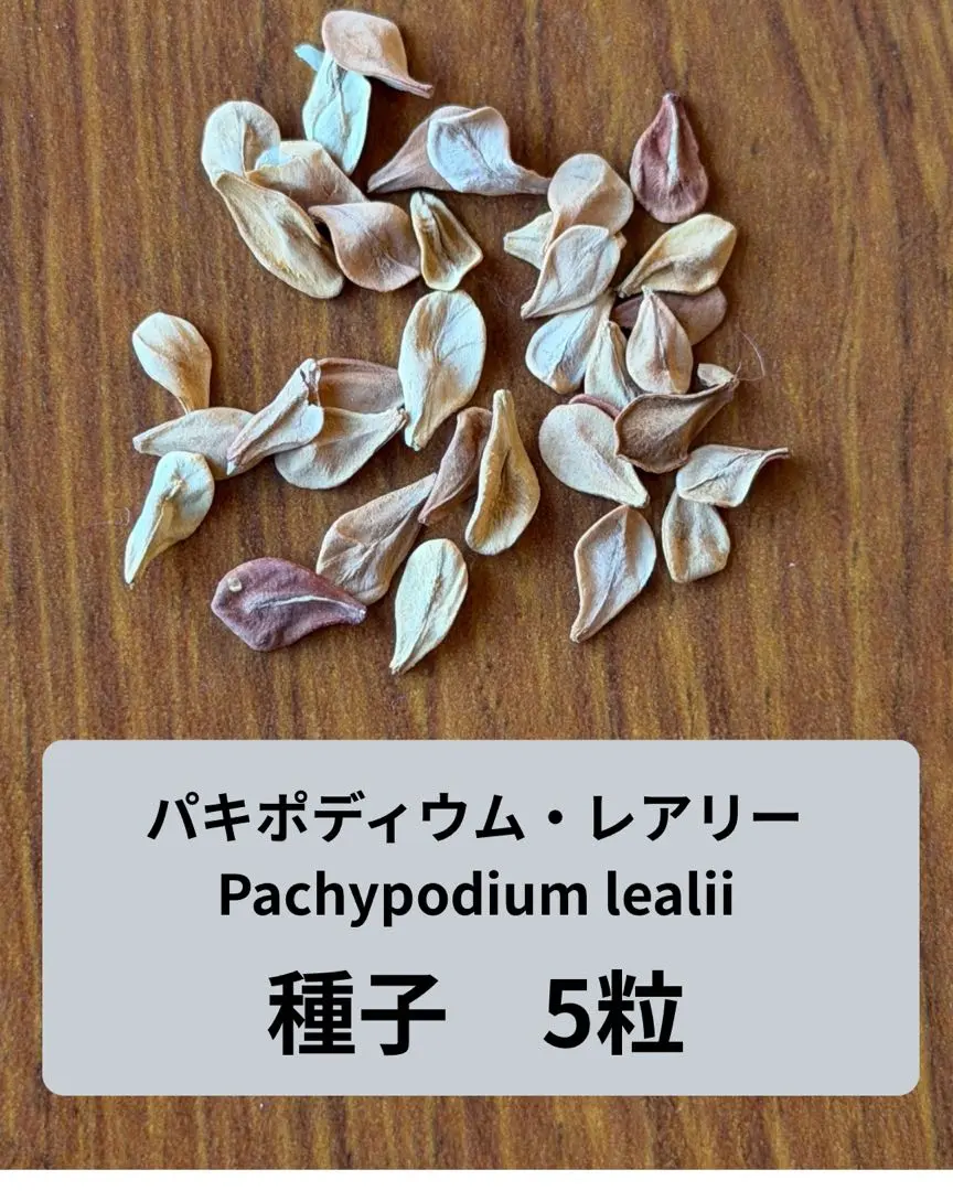 2026年最新】パキポディウム レアリーの人気アイテム - メルカリ