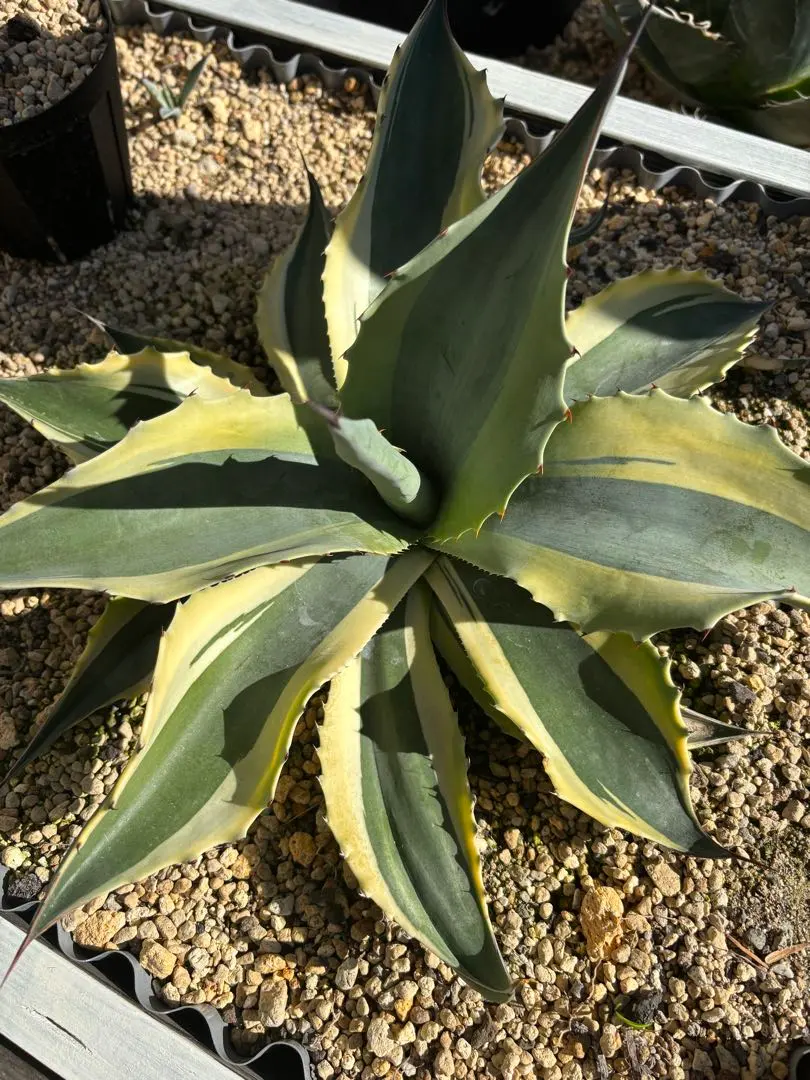 2026年最新】オバティフォリア斑入りの人気アイテム - メルカリ