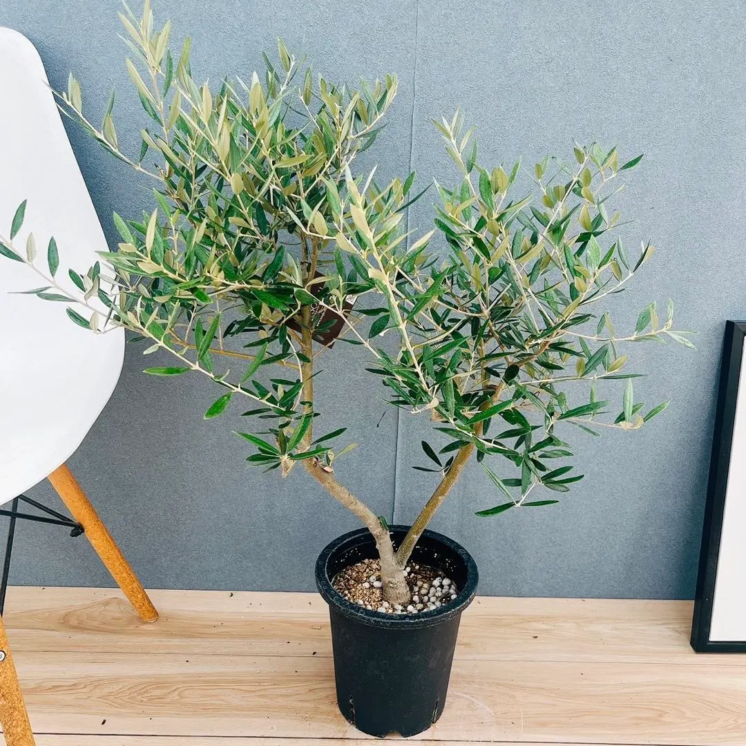 2026年最新】オリーブの木 ピクアルの人気アイテム - メルカリ