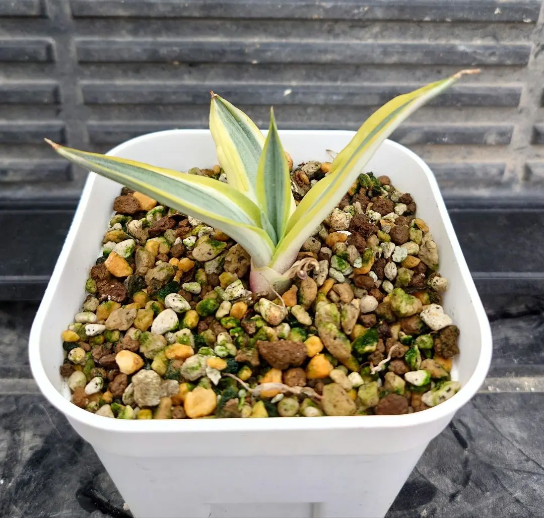 2026年最新】アガベ ブルームーンの人気アイテム - メルカリ