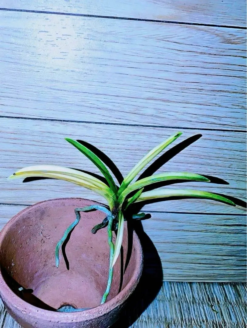 2026年最新】羆 富貴蘭の人気アイテム - メルカリ