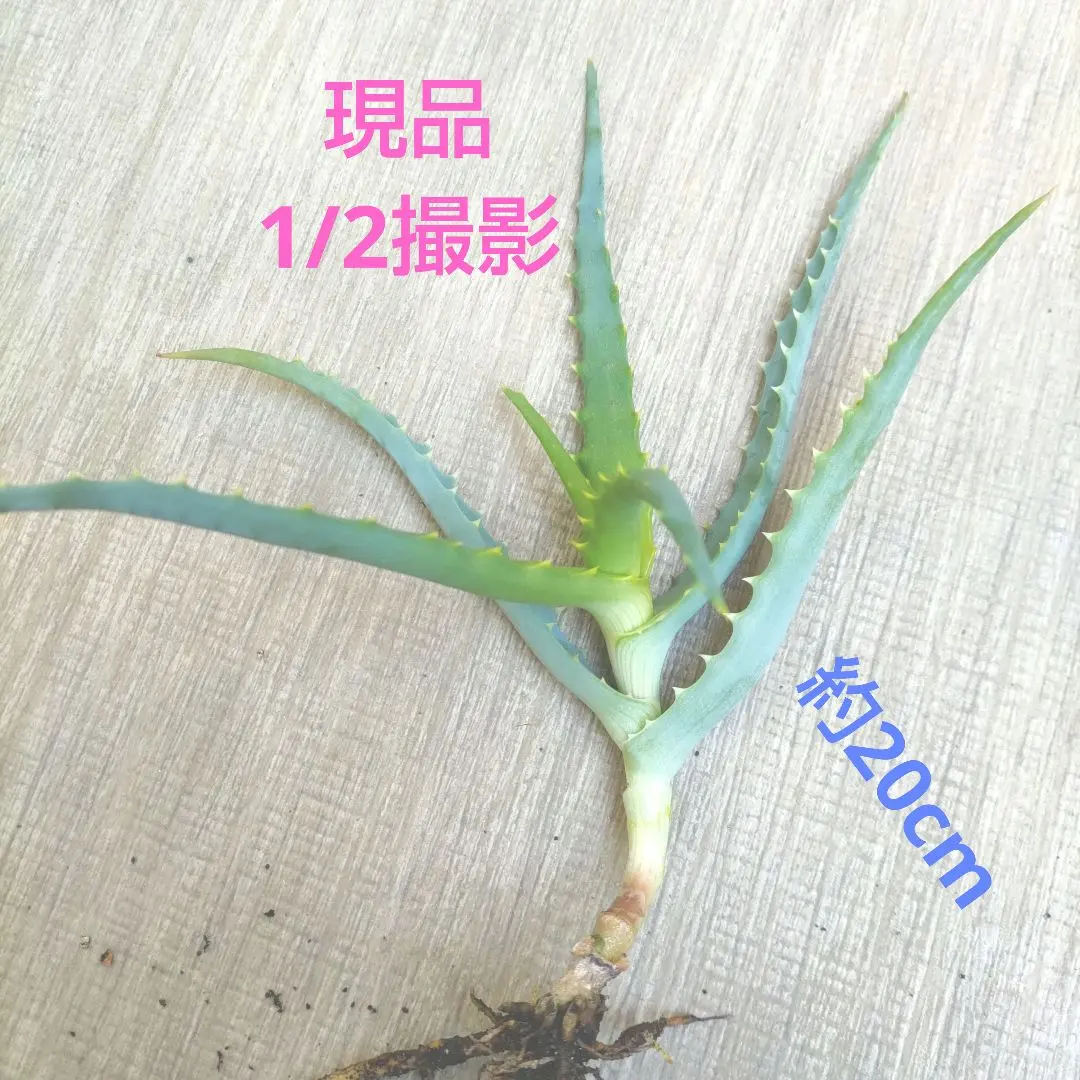 2026年最新】キダチアロエ斑入りの人気アイテム - メルカリ