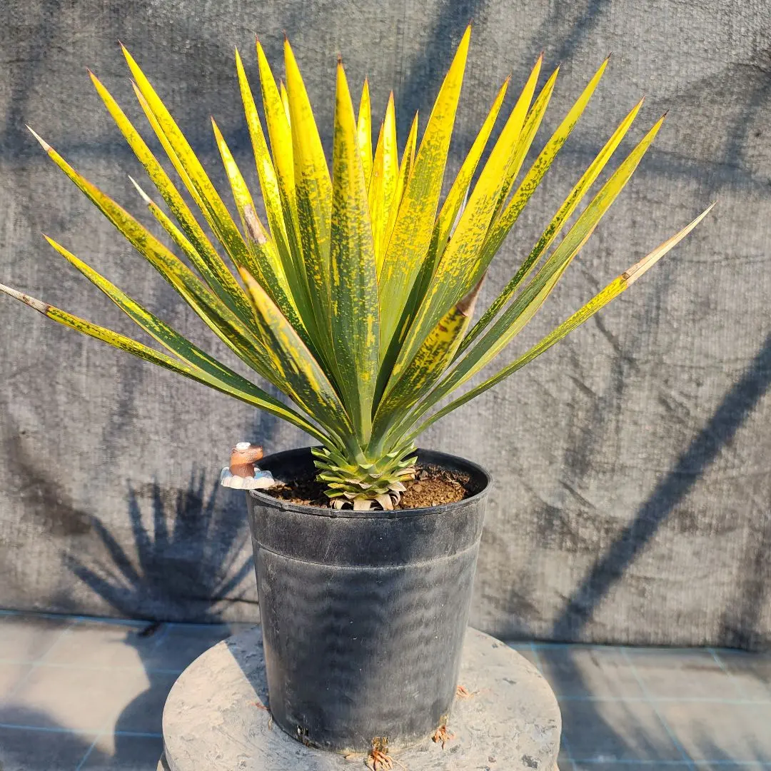 2026年最新】グロリオサ 散り斑の人気アイテム - メルカリ