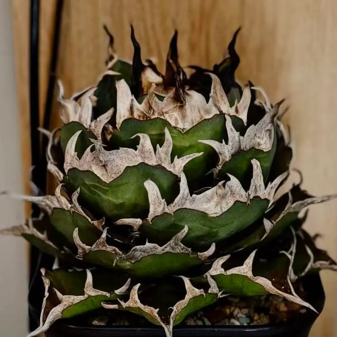 m72166602793_1.jpg?1766482614