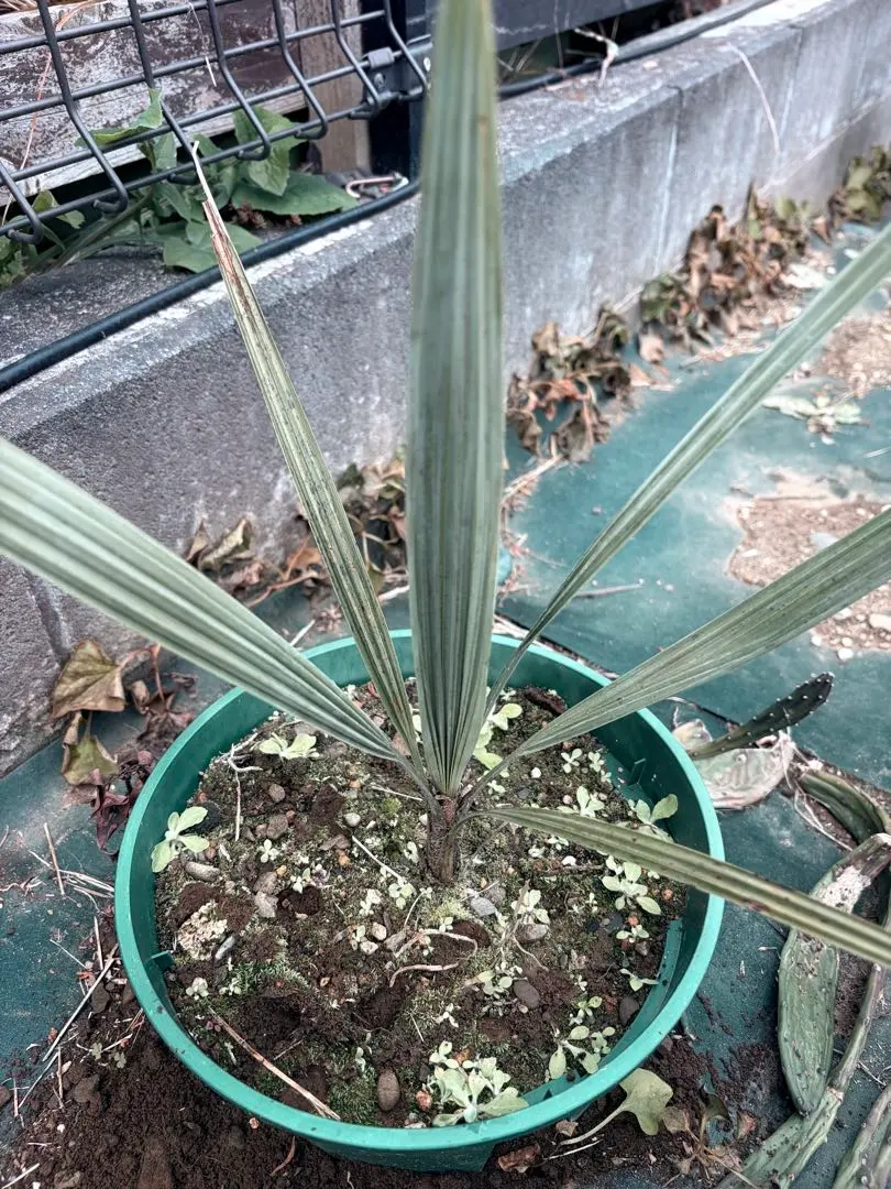 2026年最新】ブラヘアアルマータの人気アイテム - メルカリ