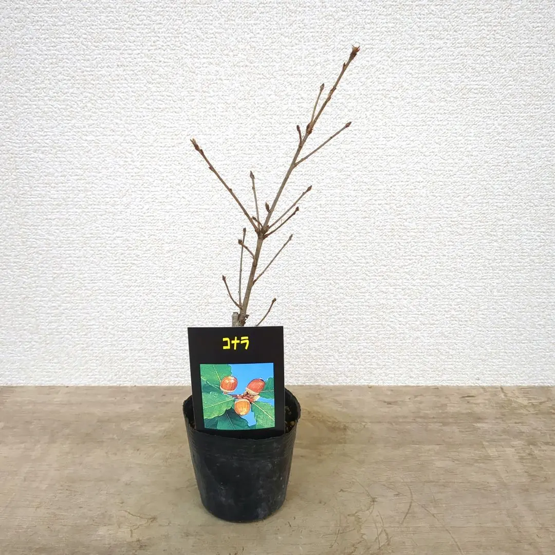 2026年最新】ブナ盆栽の人気アイテム - メルカリ