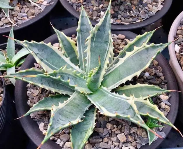 2026年最新】サブシンプレックスの人気アイテム - メルカリ