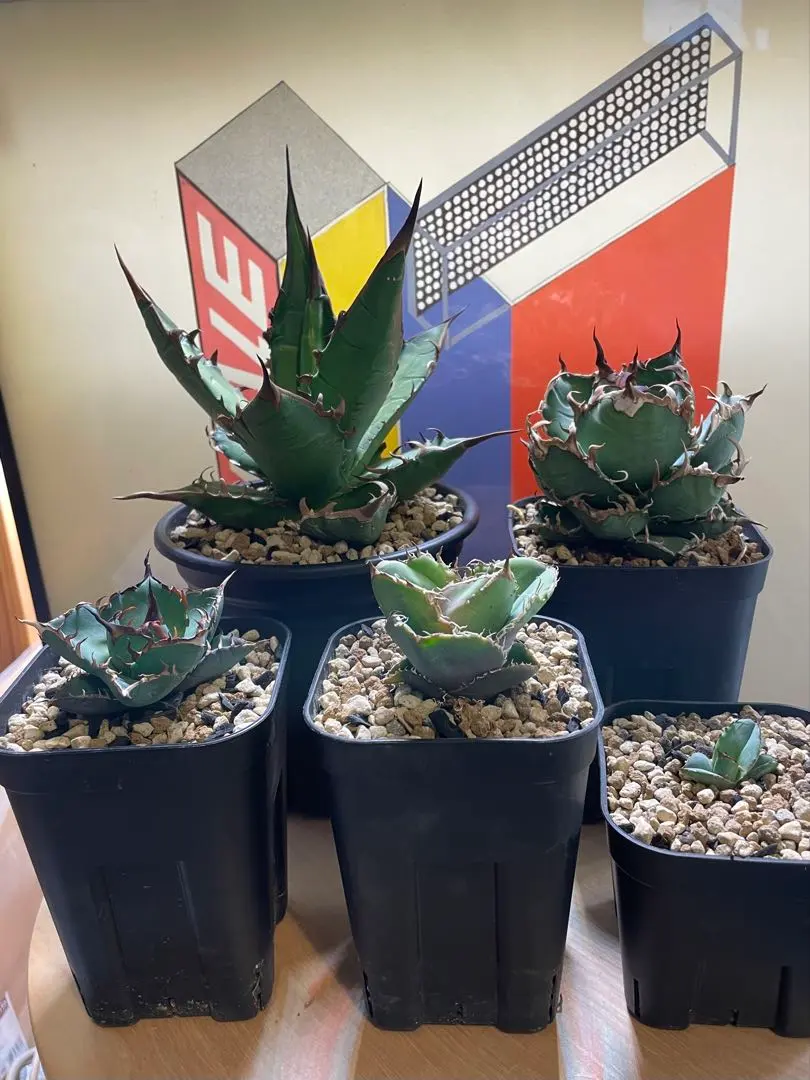 2026年最新】黒犀牛の人気アイテム - メルカリ