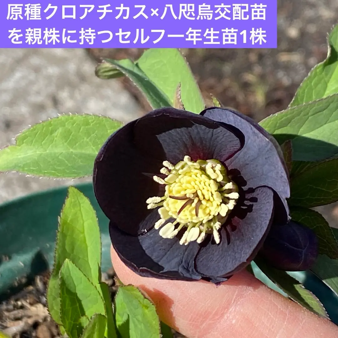 2026年最新】八咫烏 クリスマスローズの人気アイテム - メルカリ