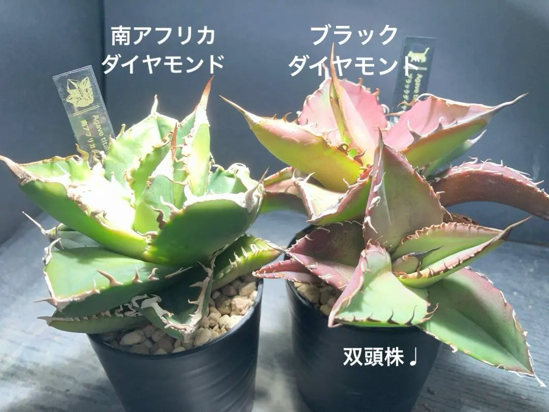 2026年最新】アガベ ブラックダイヤモンドの人気アイテム - メルカリ