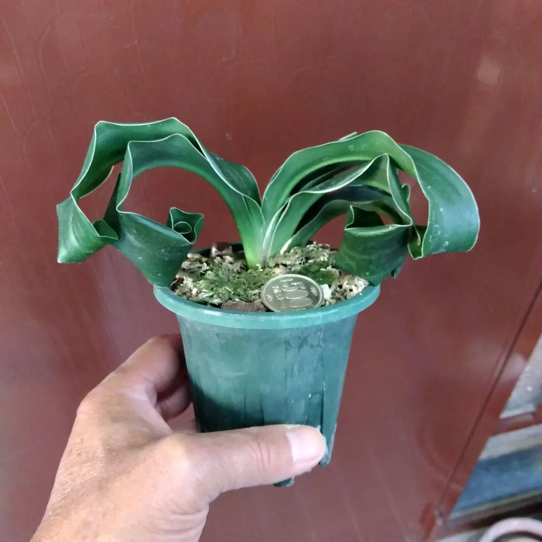 2026年最新】万年青 獅子の人気アイテム - メルカリ