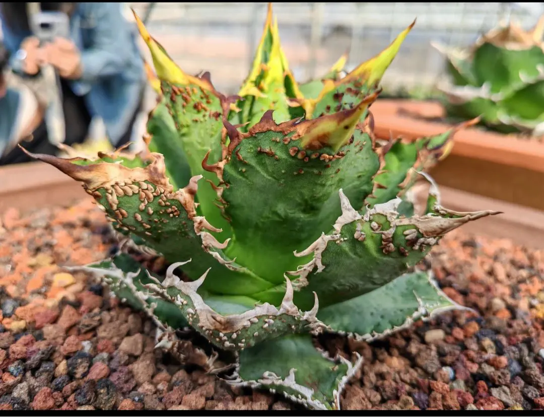 2026年最新】アガベチタノタ金蟾王の人気アイテム - メルカリ