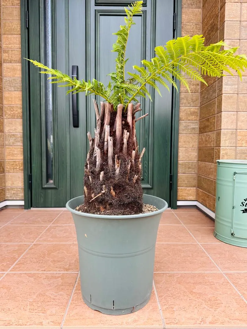 2026年最新】ディクソニア・アンタルクティカの人気アイテム - メルカリ