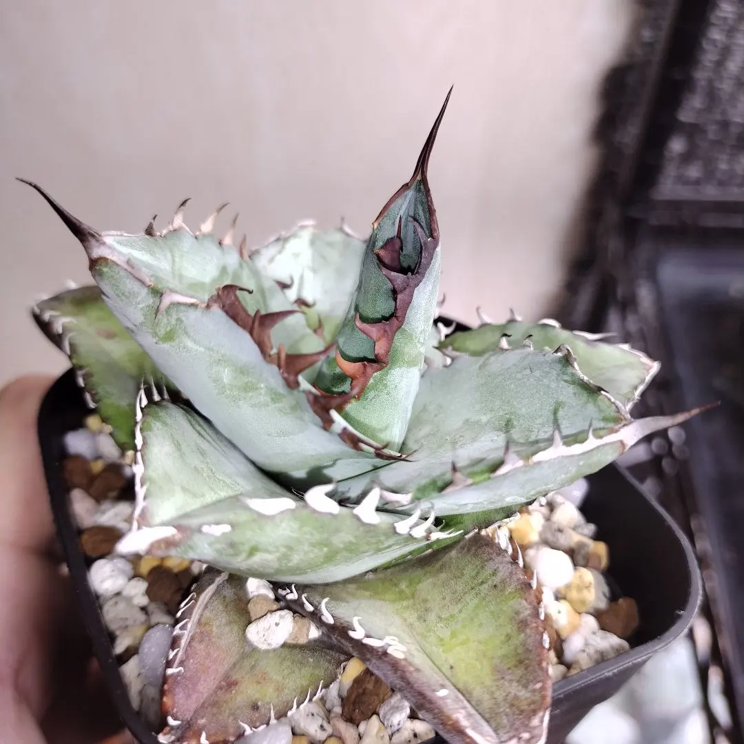 2026年最新】アガベ チタノタブルー 実生選抜の人気アイテム - メルカリ