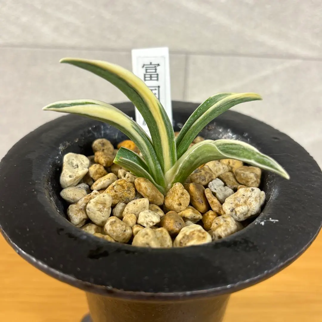 2026年最新】万年青 羅紗の人気アイテム - メルカリ