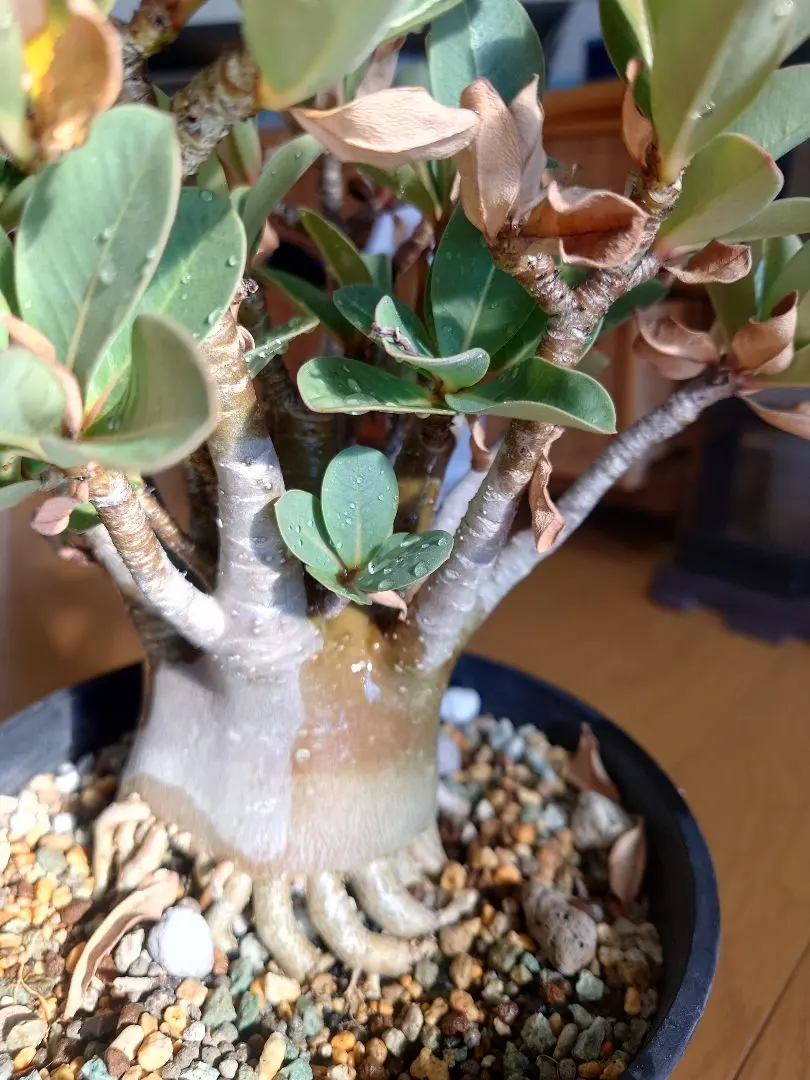 2026年最新】アデニウム ブラックスキンの人気アイテム - メルカリ