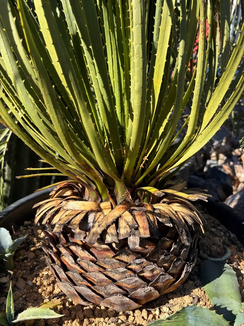 2026年最新】ダシリリオン ミキワネンシスの人気アイテム - メルカリ