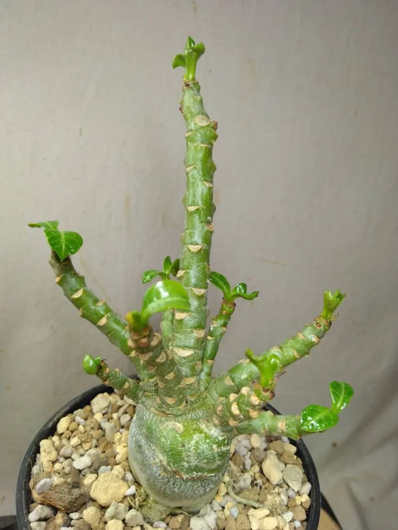 2026年最新】アデニウム 獅子葉 ドーセットホーンの人気アイテム