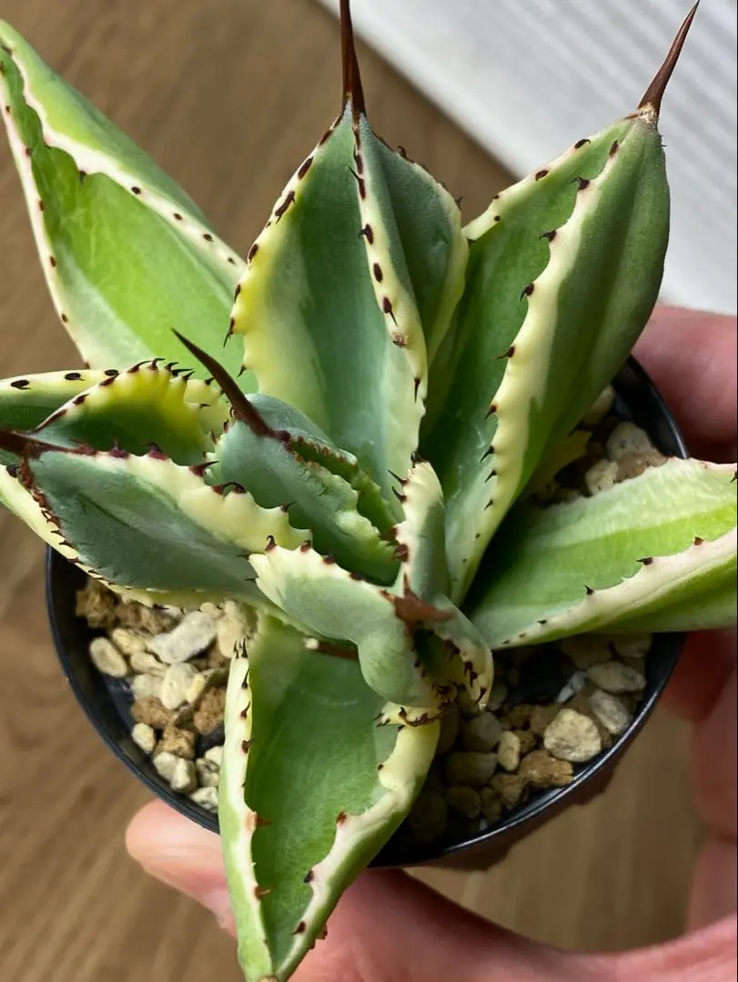 2026年最新】アガベ キュービック錦の人気アイテム - メルカリ