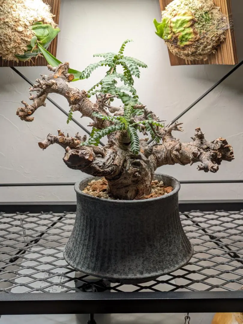 2026年最新】ボスウェリア ネグレクタの人気アイテム - メルカリ