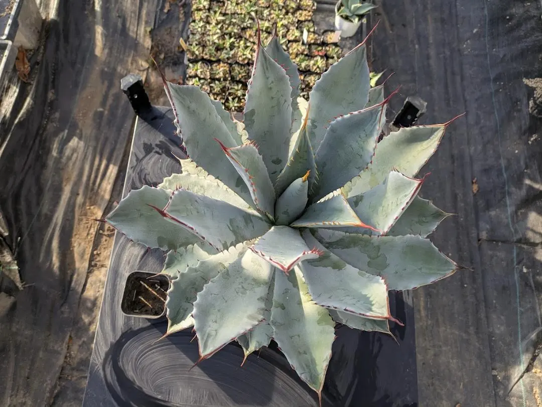 2026年最新】グアダラハラナの人気アイテム - メルカリ