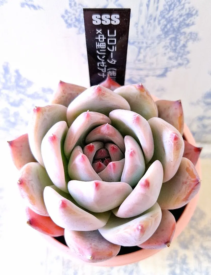 2026年最新】コロラータ ナウアラの人気アイテム - メルカリ