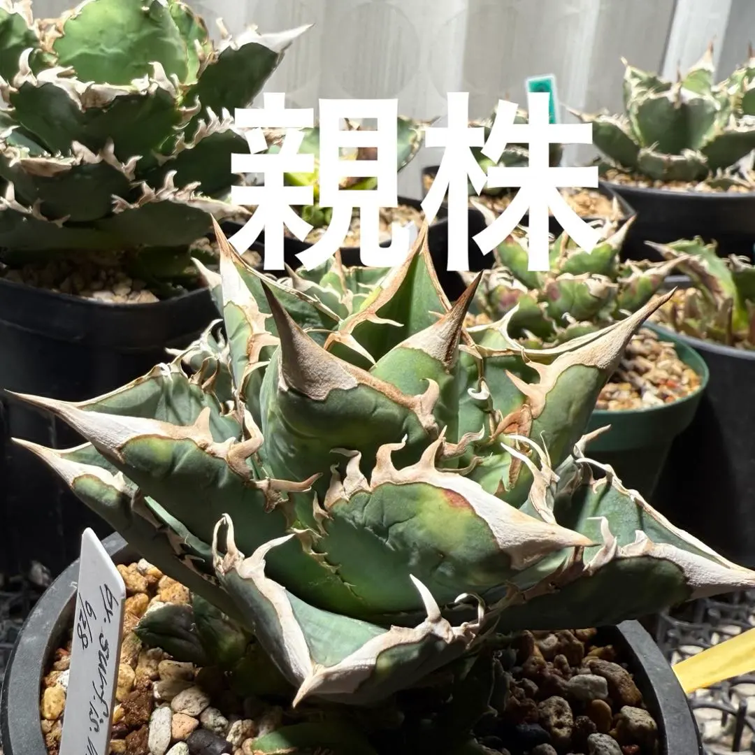 2026年最新】WTC アガベの人気アイテム - メルカリ