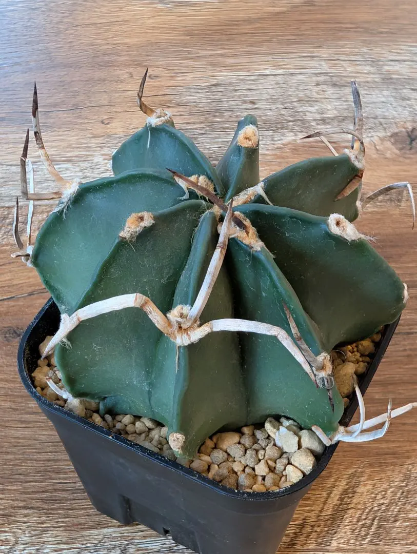 2026年最新】大鳳玉の人気アイテム - メルカリ