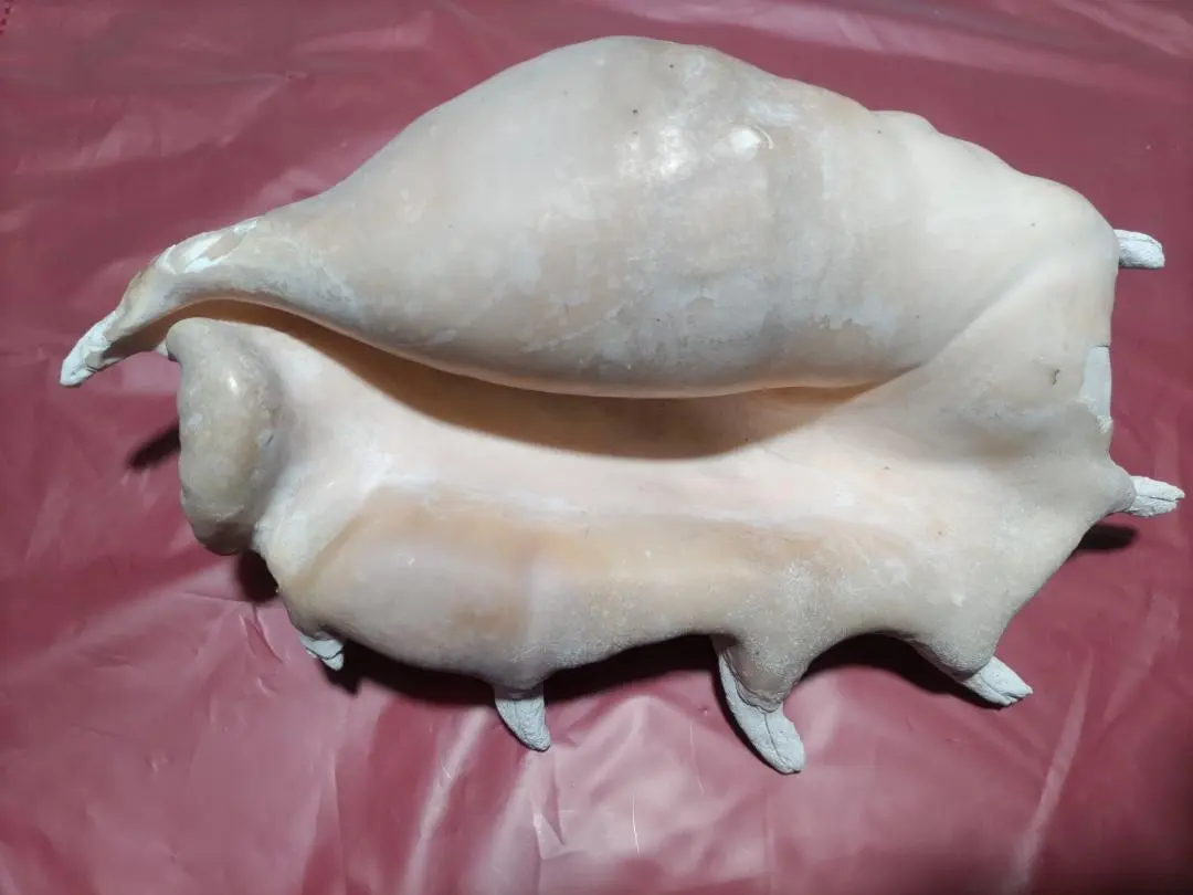 2026年最新】ピンク法螺貝の人気アイテム - メルカリ