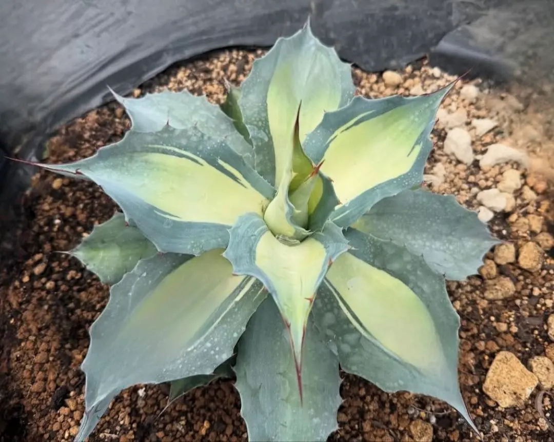 2026年最新】アウェイクニングエンジェルの人気アイテム - メルカリ