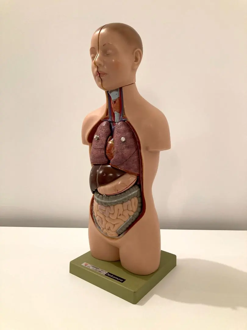 2026年最新】somso 模型の人気アイテム - メルカリ