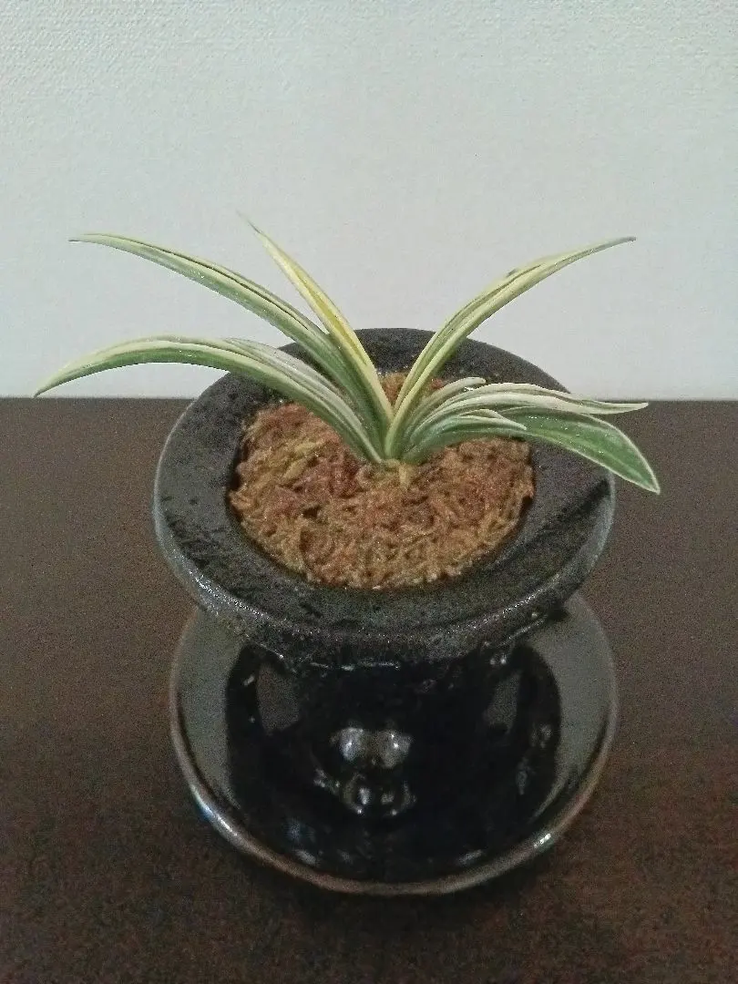 2026年最新】万年青 羅紗の人気アイテム - メルカリ