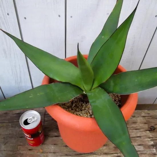 2026年最新】チャザロイの人気アイテム - メルカリ