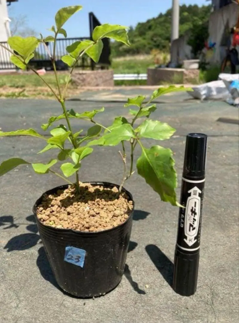 2026年最新】アオダモ 種の人気アイテム - メルカリ