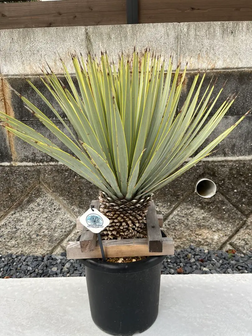 2026年最新】ユッカ マルデヌベスの人気アイテム - メルカリ