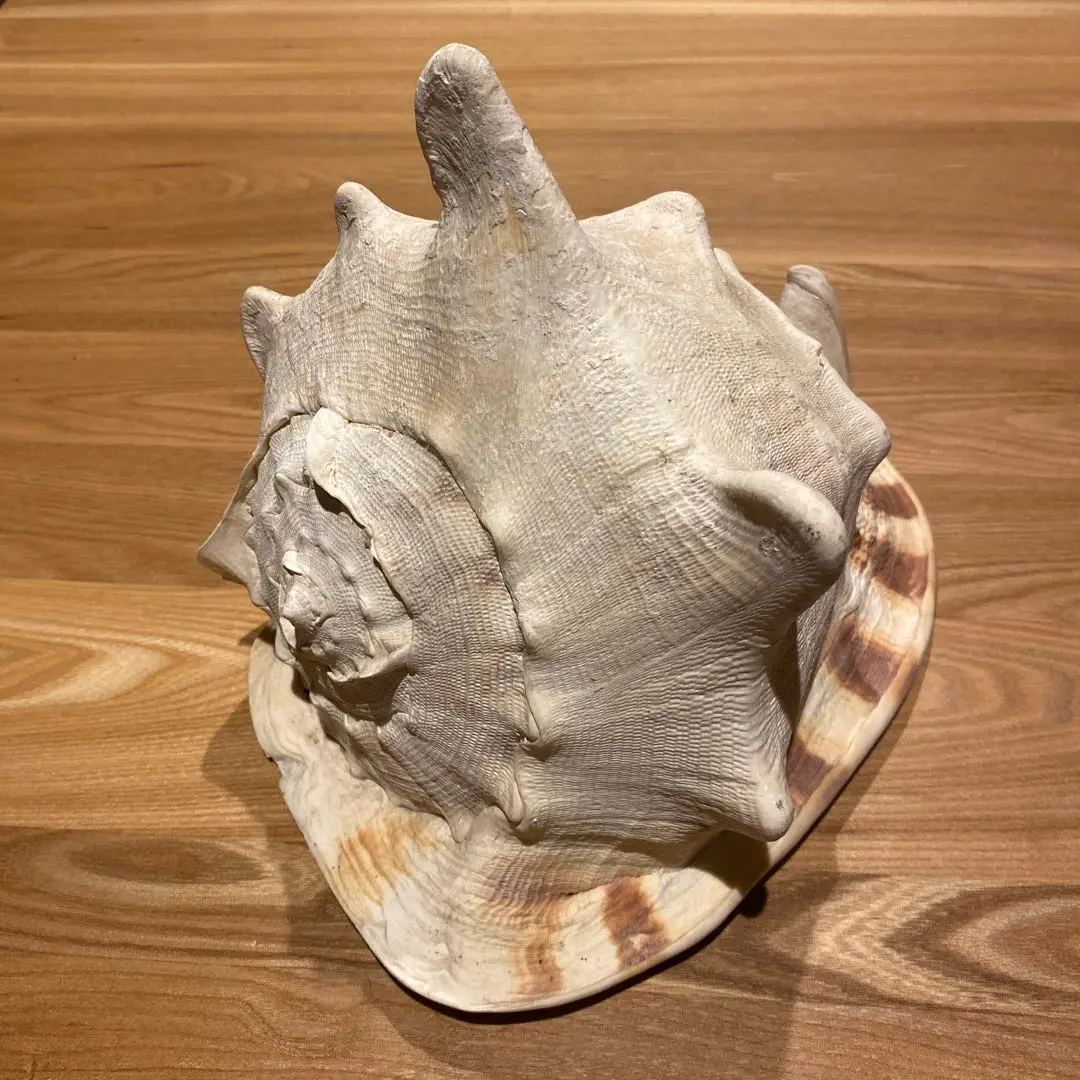 2026年最新】トウカムリの人気アイテム - メルカリ