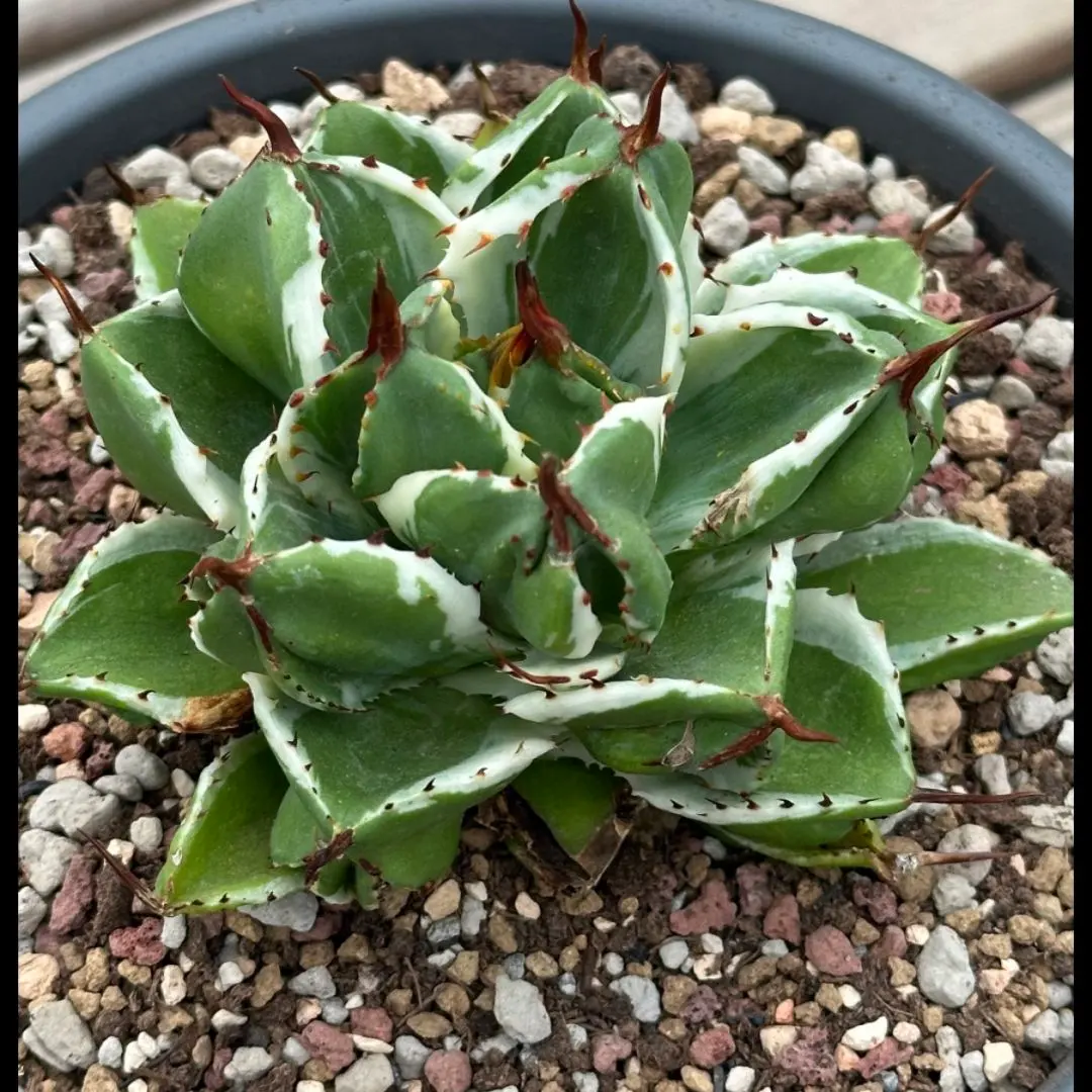 2026年最新】アガベ ポタトラム キュービックの人気アイテム - メルカリ