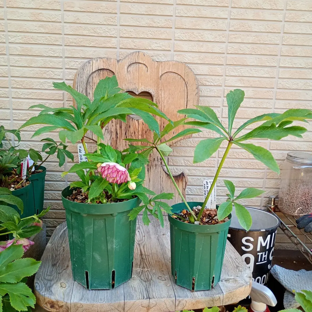 2026年最新】八咫烏 クリスマスローズの人気アイテム - メルカリ