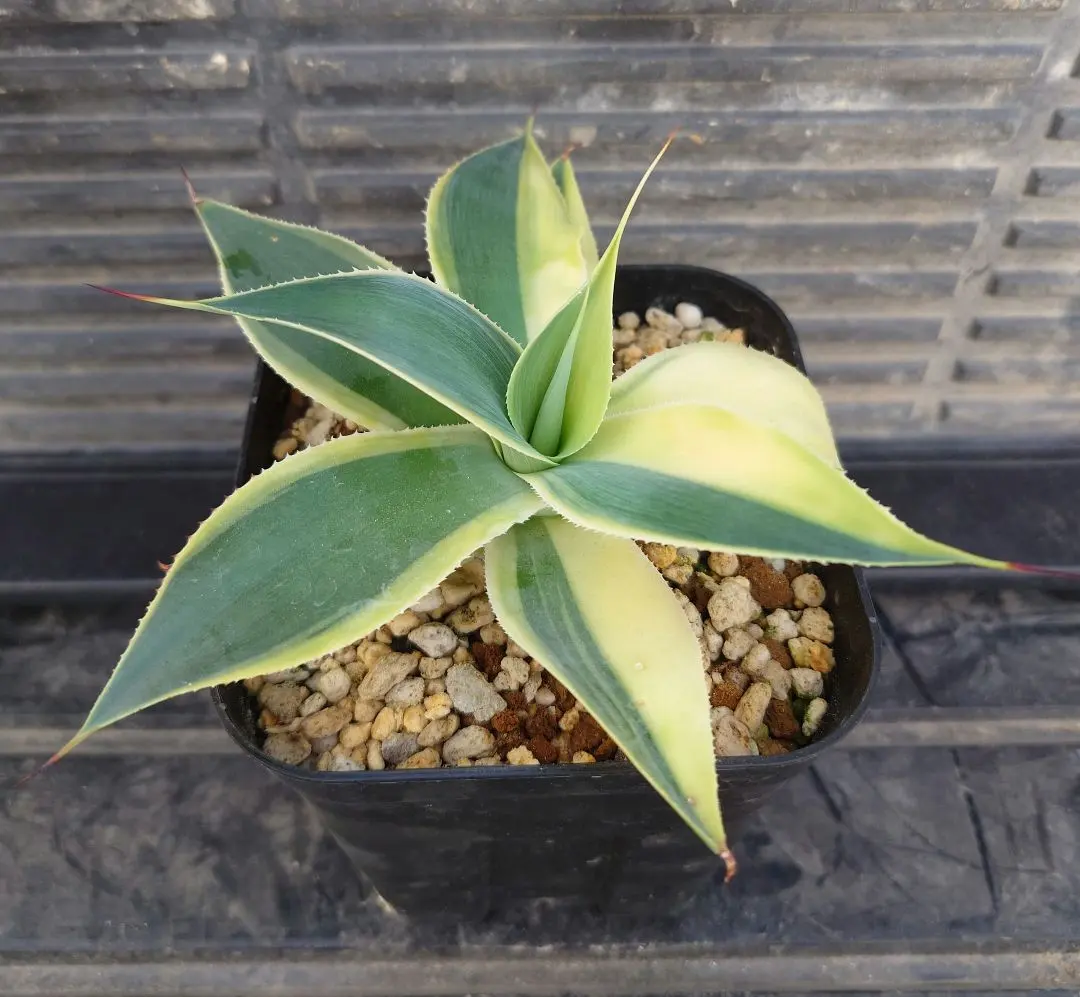 2026年最新】アガベ ブルームーンの人気アイテム - メルカリ