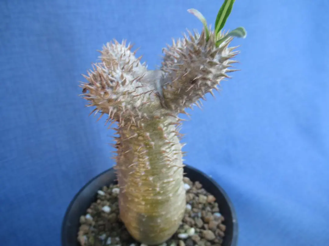 2026年最新】イノピナツムの人気アイテム - メルカリ